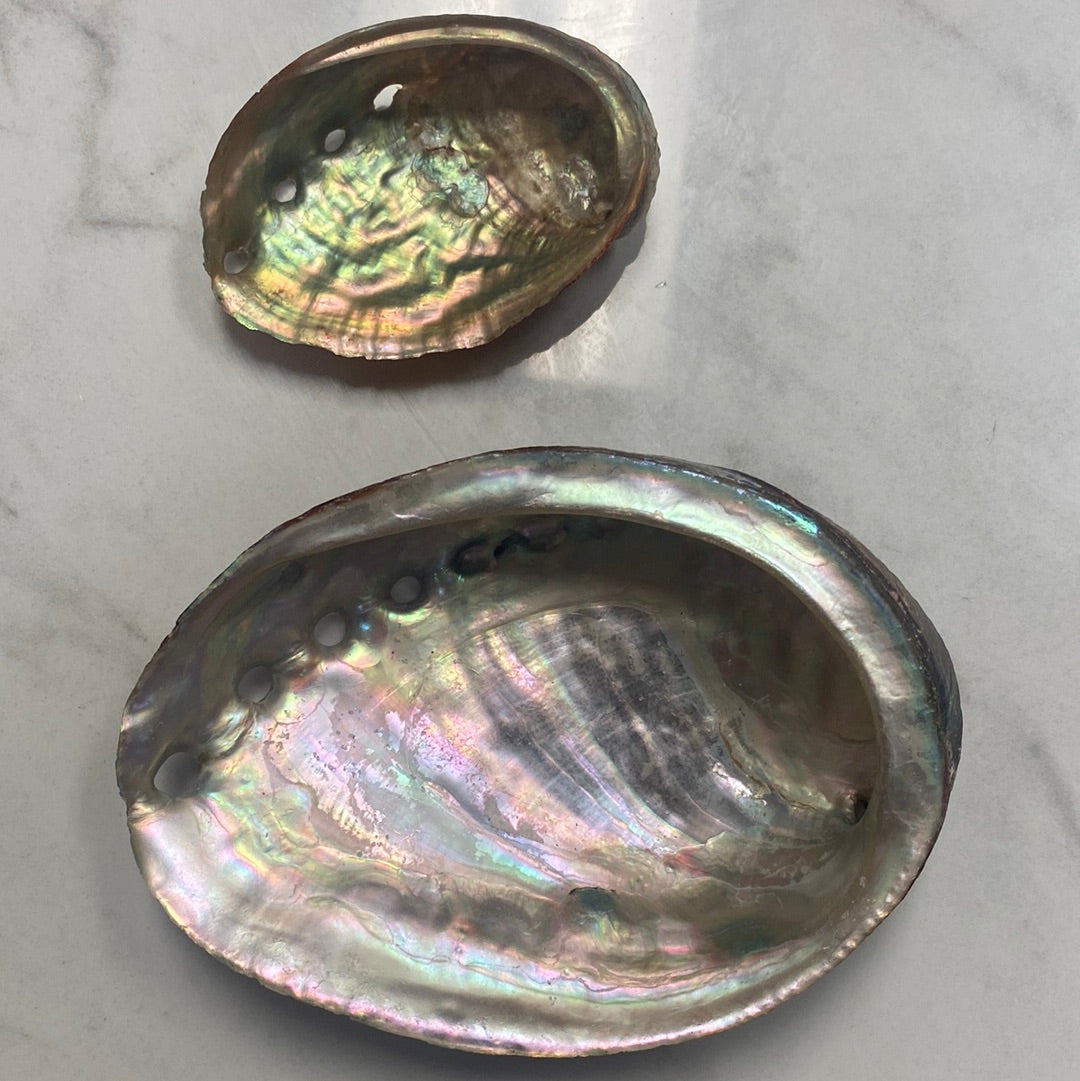 Abalone Shells