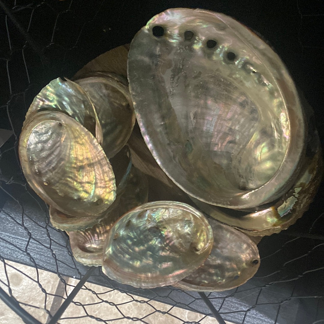 Abalone Shells