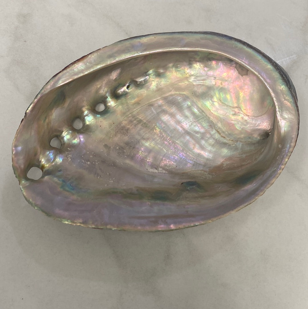 Abalone Shells