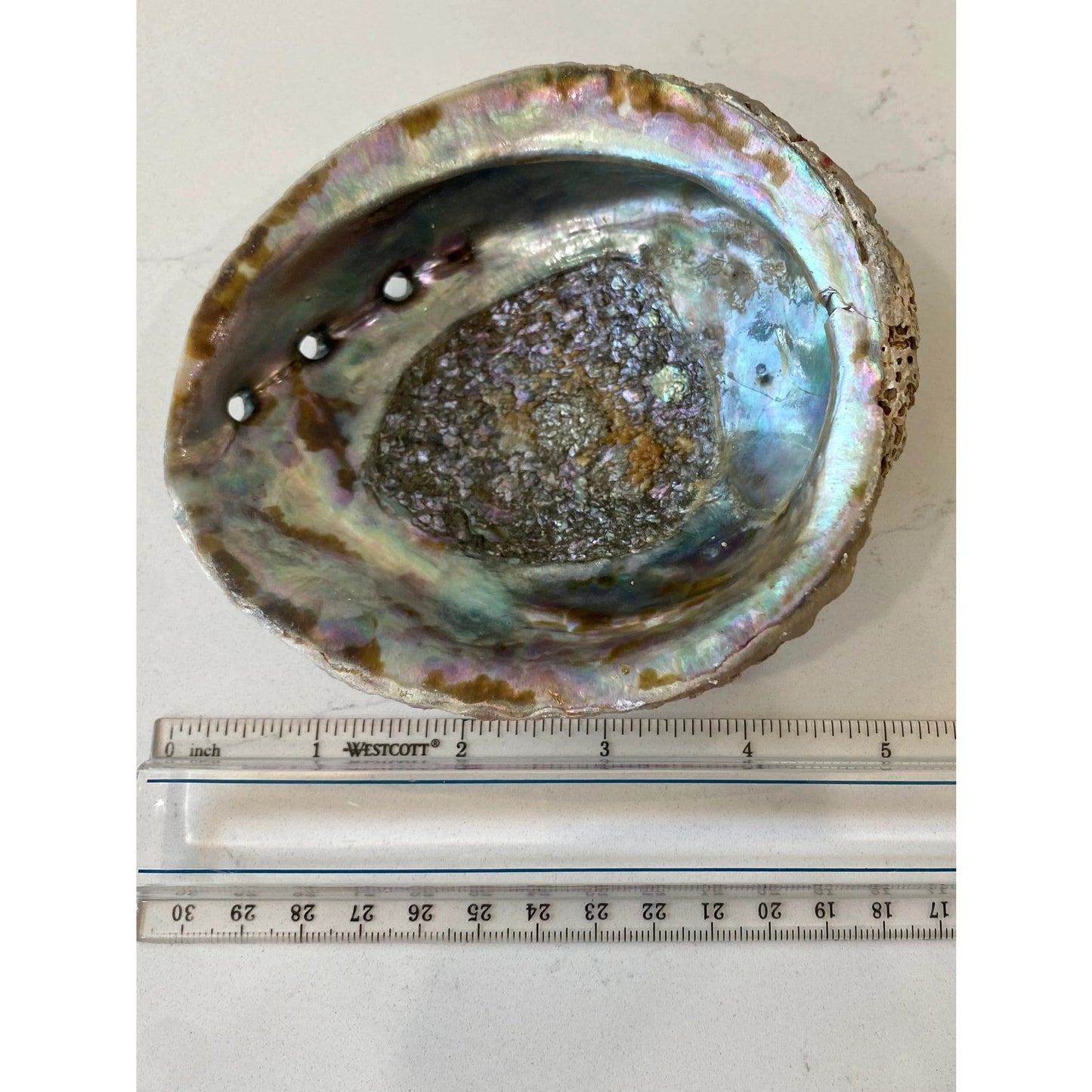 Abalone Shells