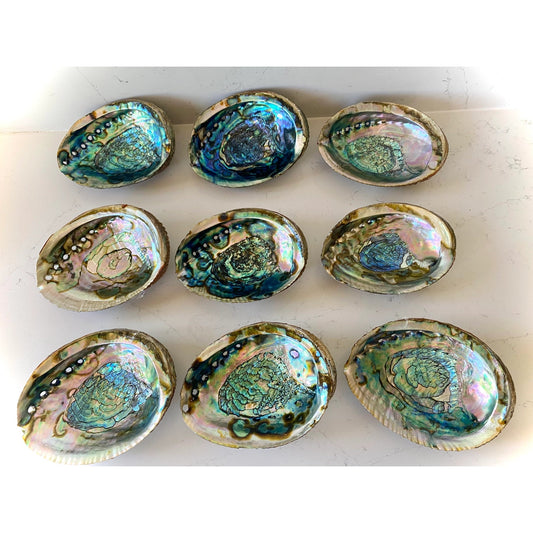 Abalone Shells