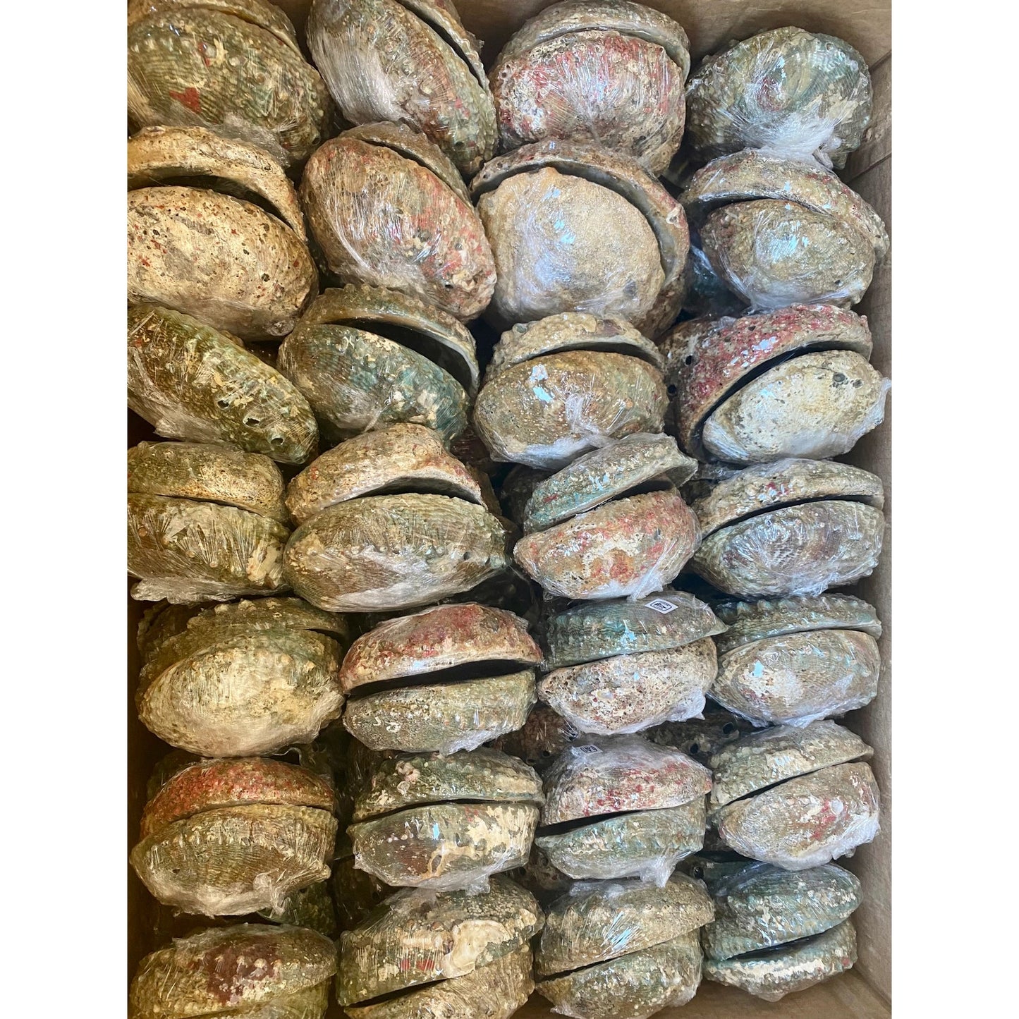 Abalone Shells